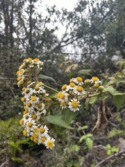 Schistocarpha paniculata