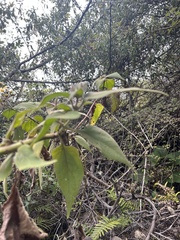 Schistocarpha paniculata
