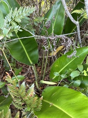 Philodendron renauxii