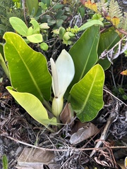 Philodendron renauxii