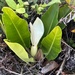 Philodendron renauxii - Photo (c) gutomag, algunos derechos reservados (CC BY-NC)