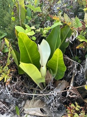 Philodendron renauxii
