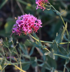 Centranthus ruber