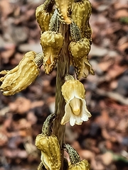 Gastrodia molloyi