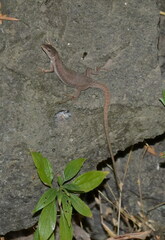 Podarcis siculus