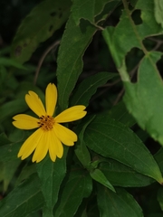 Sphagneticola trilobata