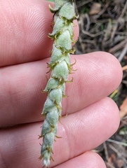 Garrya elliptica