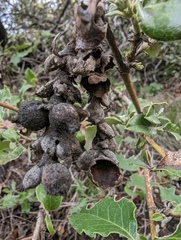 Garrya elliptica