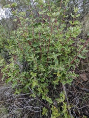 Garrya elliptica
