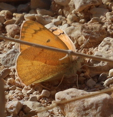 Colotis fausta