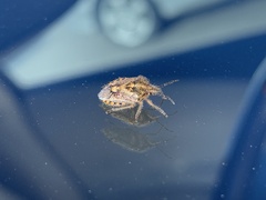 Agonoscelis puberula