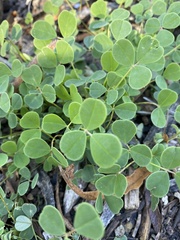 Trifolieae