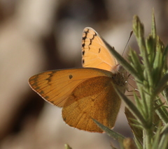 Colotis fausta