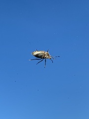 Agonoscelis puberula