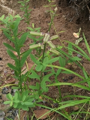 Crotalaria retusa