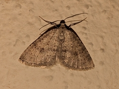 Colostygia multistrigaria