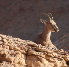 Capra nubiana