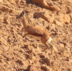 Gazella dorcas