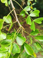 Haematoxylum