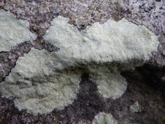 Lecanora rupicola