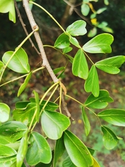 Haematoxylum