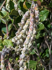 Garrya elliptica
