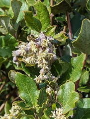Garrya elliptica