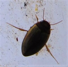 Hydroporinae