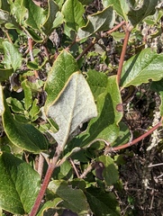 Garrya elliptica