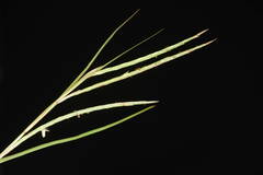 Hemarthria altissima