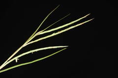 Hemarthria altissima