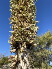 Hesperoyucca whipplei