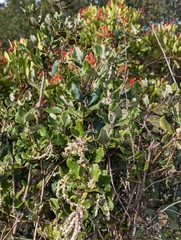 Garrya elliptica