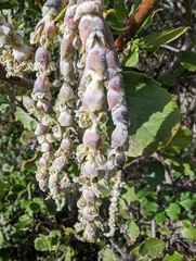 Garrya elliptica