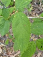 Callicarpa pedunculata