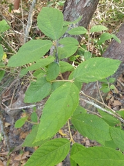 Callicarpa pedunculata