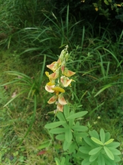 Crotalaria retusa