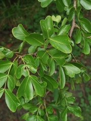 Haematoxylum