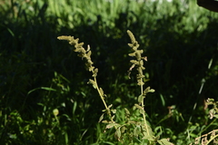 Amaranthus hybridus