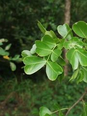 Haematoxylum