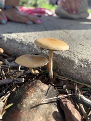 Agrocybe