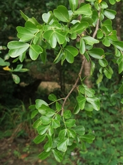 Haematoxylum