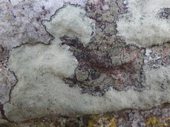 Lecanora rupicola