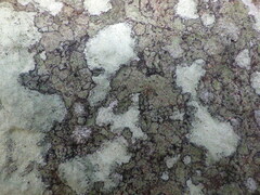 Lecanora rupicola