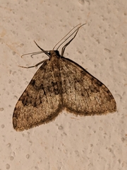 Nebula ibericata