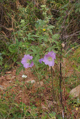 Alcea digitata