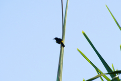 Icterus portoricensis
