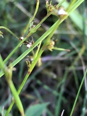 Scleria verticillata
