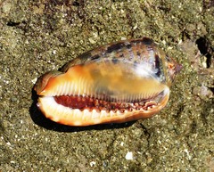 Cypraecassis coarctata