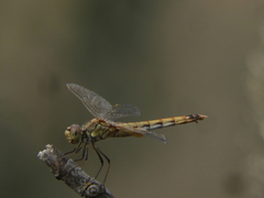 Erythrodiplax corallina